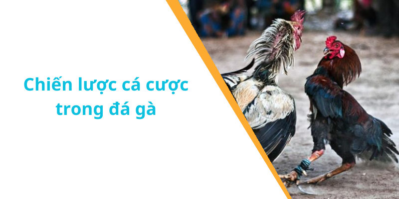 Chiến lược cá cược trong đá gà