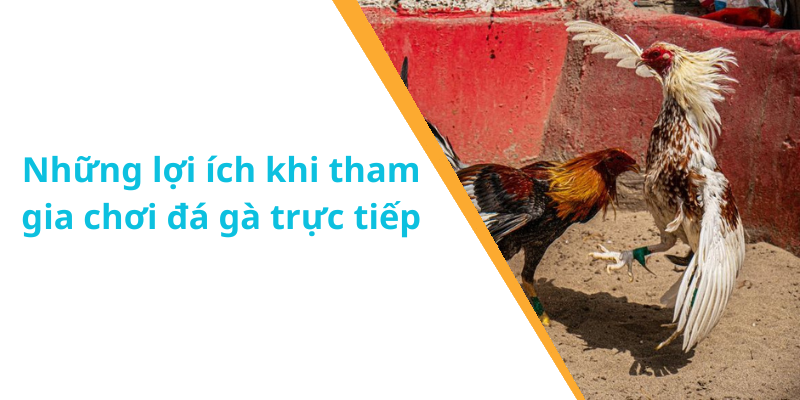 Những lợi ích khi tham gia chơi đá gà trực tiếp