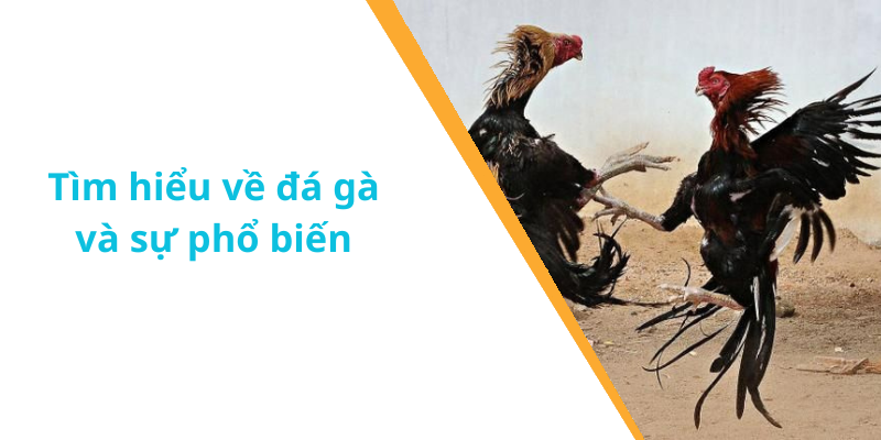Tìm hiểu về đá gà và sự phổ biến