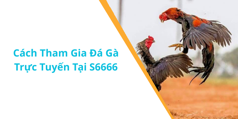 Cách Tham Gia Đá Gà Trực Tuyến Tại S6666