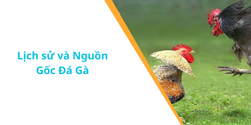 Lịch sử và Nguồn Gốc Đá Gà