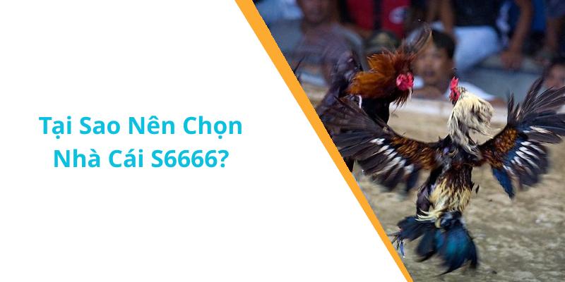 Tại Sao Nên Chọn Nhà Cái S6666