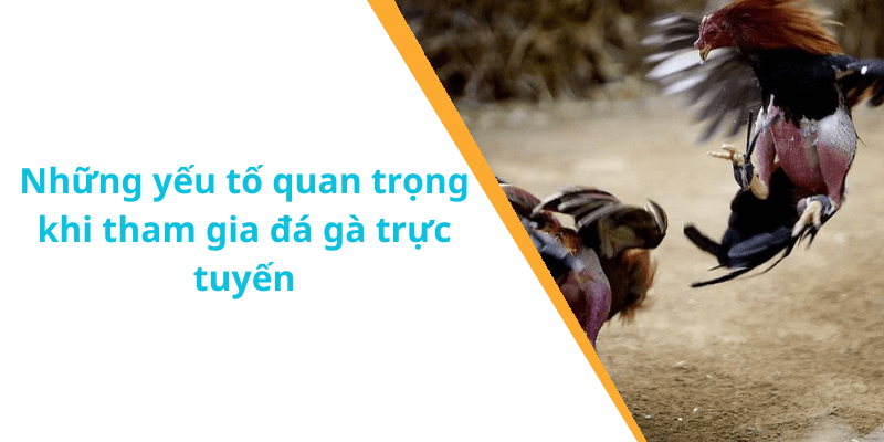 Những yếu tố quan trọng khi tham gia đá gà trực tuyến
